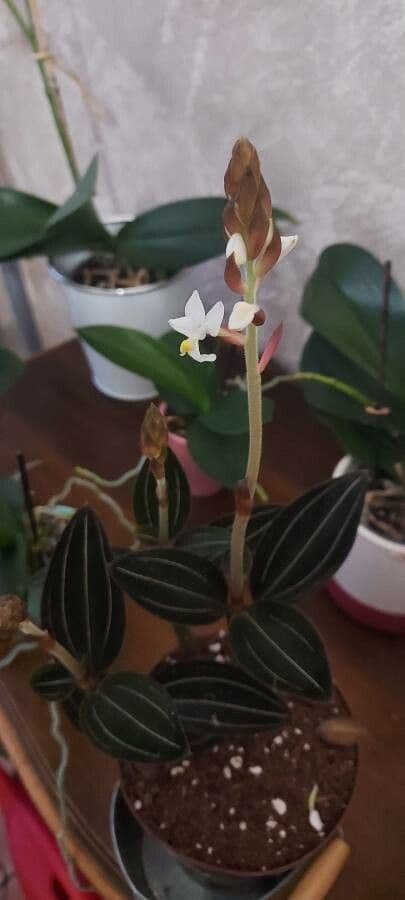 Schmuckorchidee 5