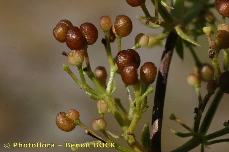 Rubia glauca 4