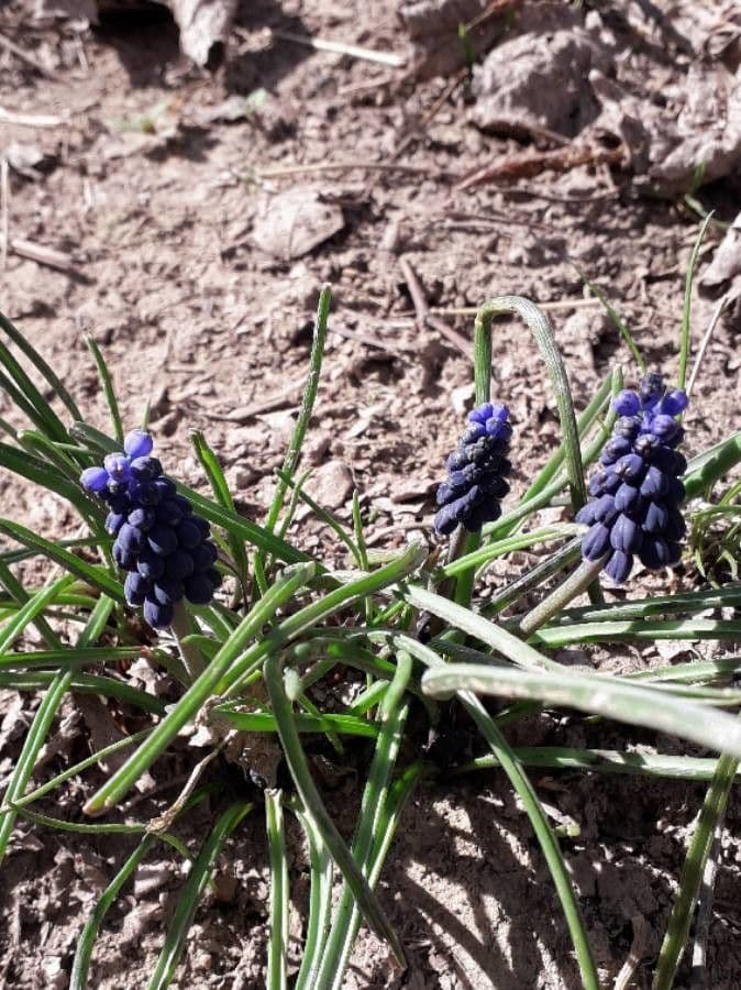 Szafirek miękkolistny 15