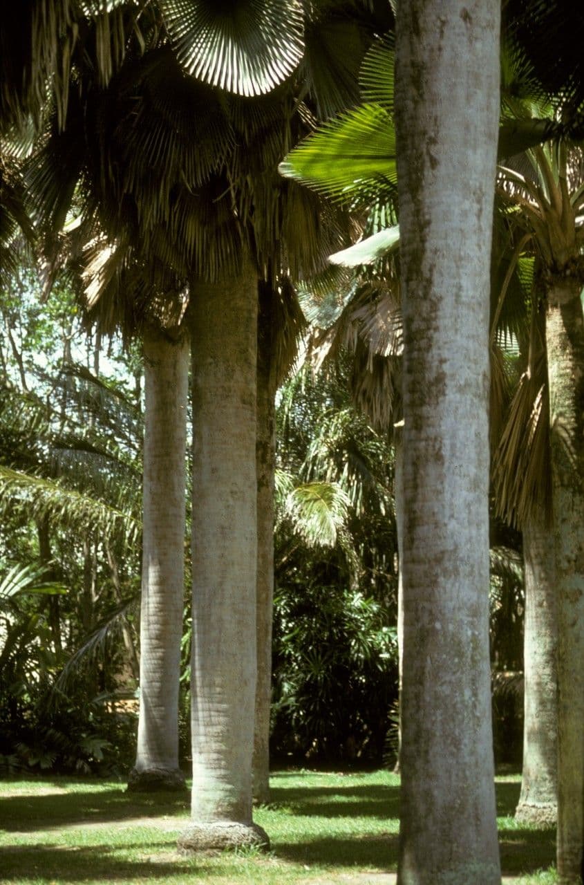 Copernicia 9