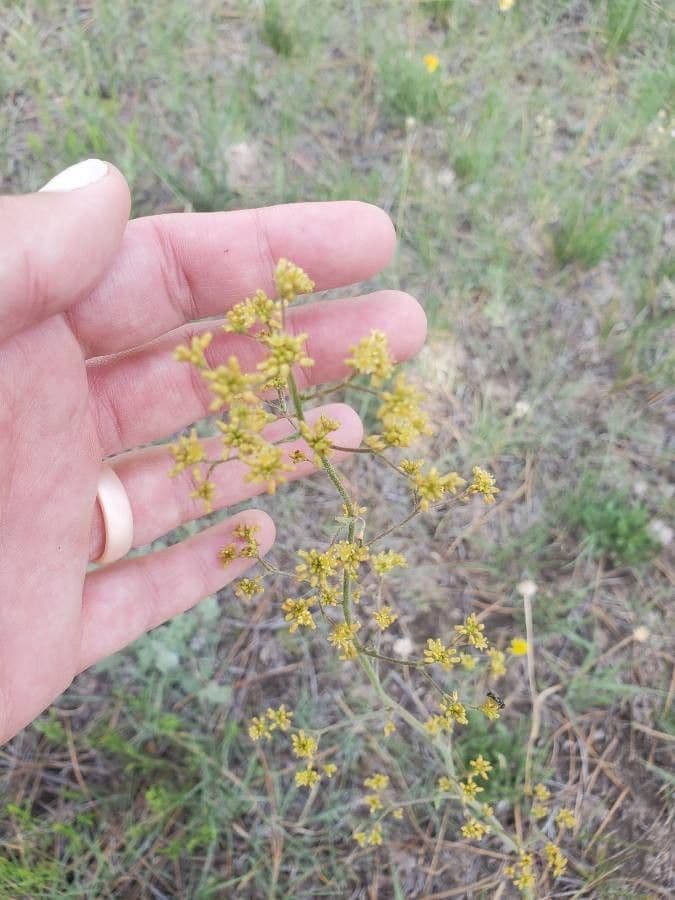 Eriogonum 3