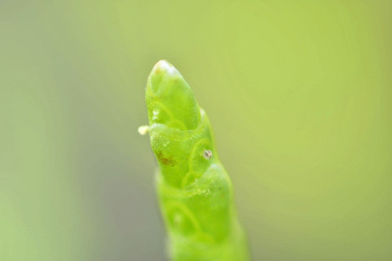 Salicornia glauca 4