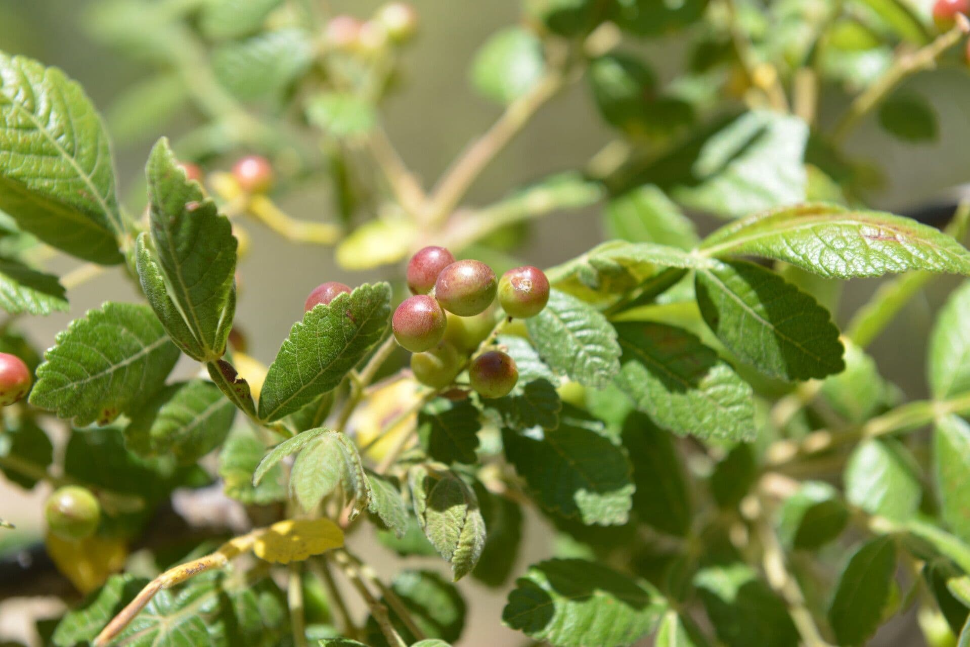 Bursera tomentosa 3