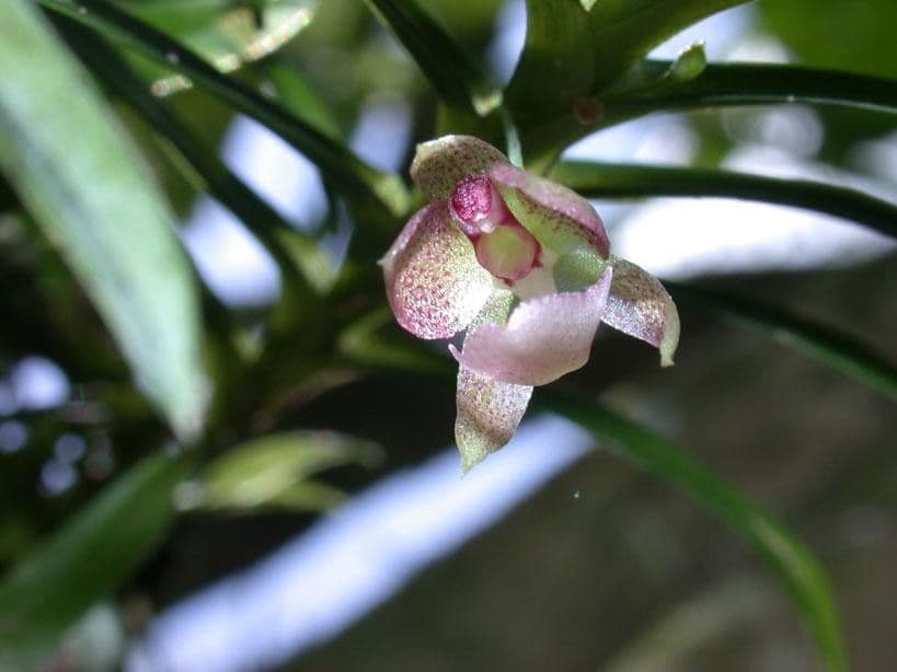 Dichaea 10