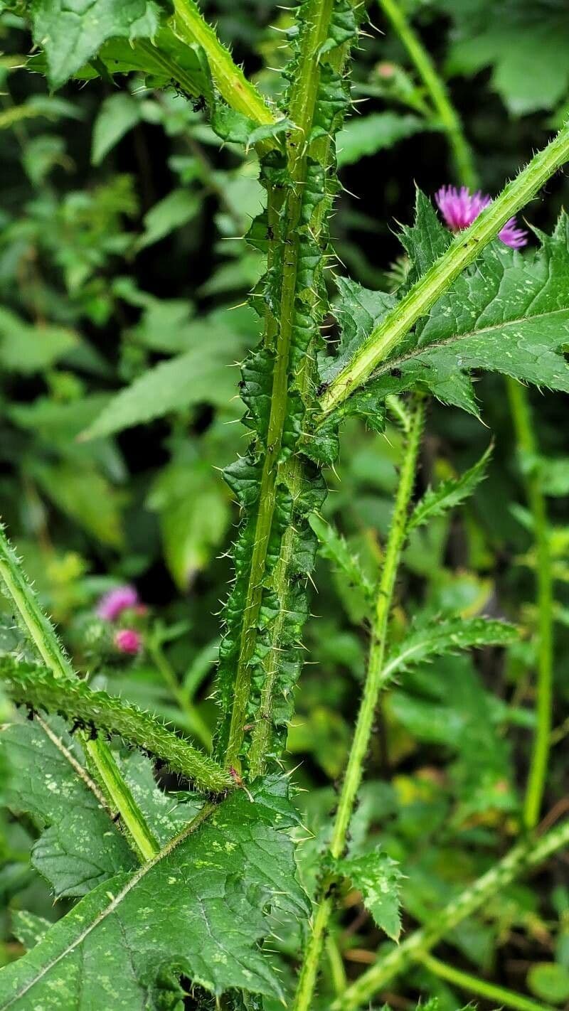 Weg-Distel 21