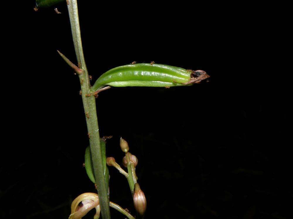 Orchidea monaca 5