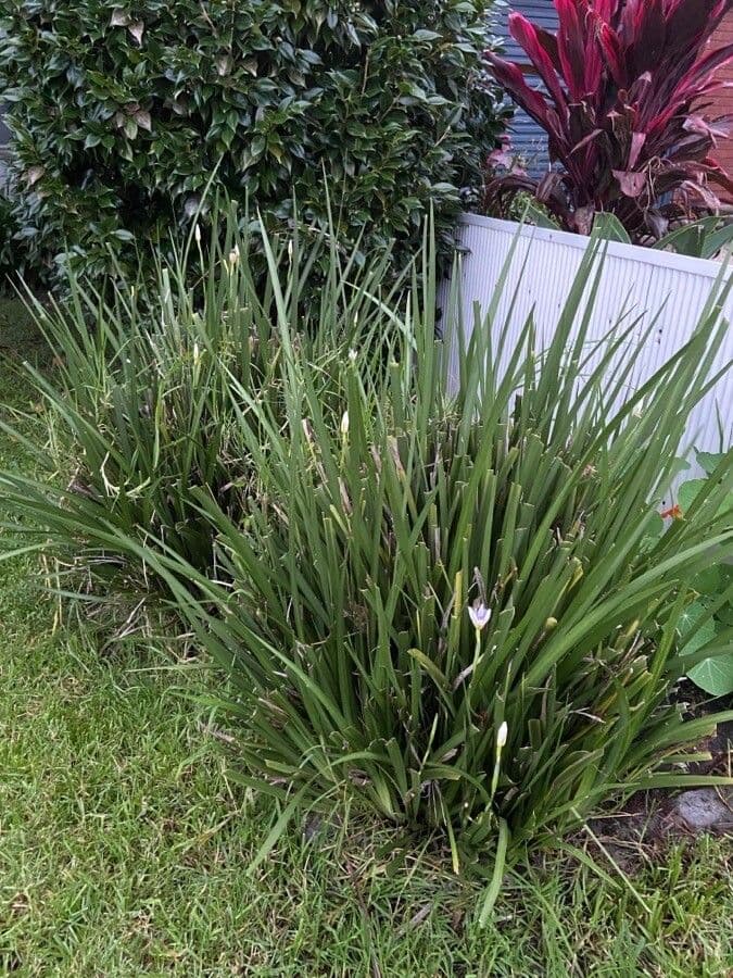 Iris selvatico a fiore grande 16