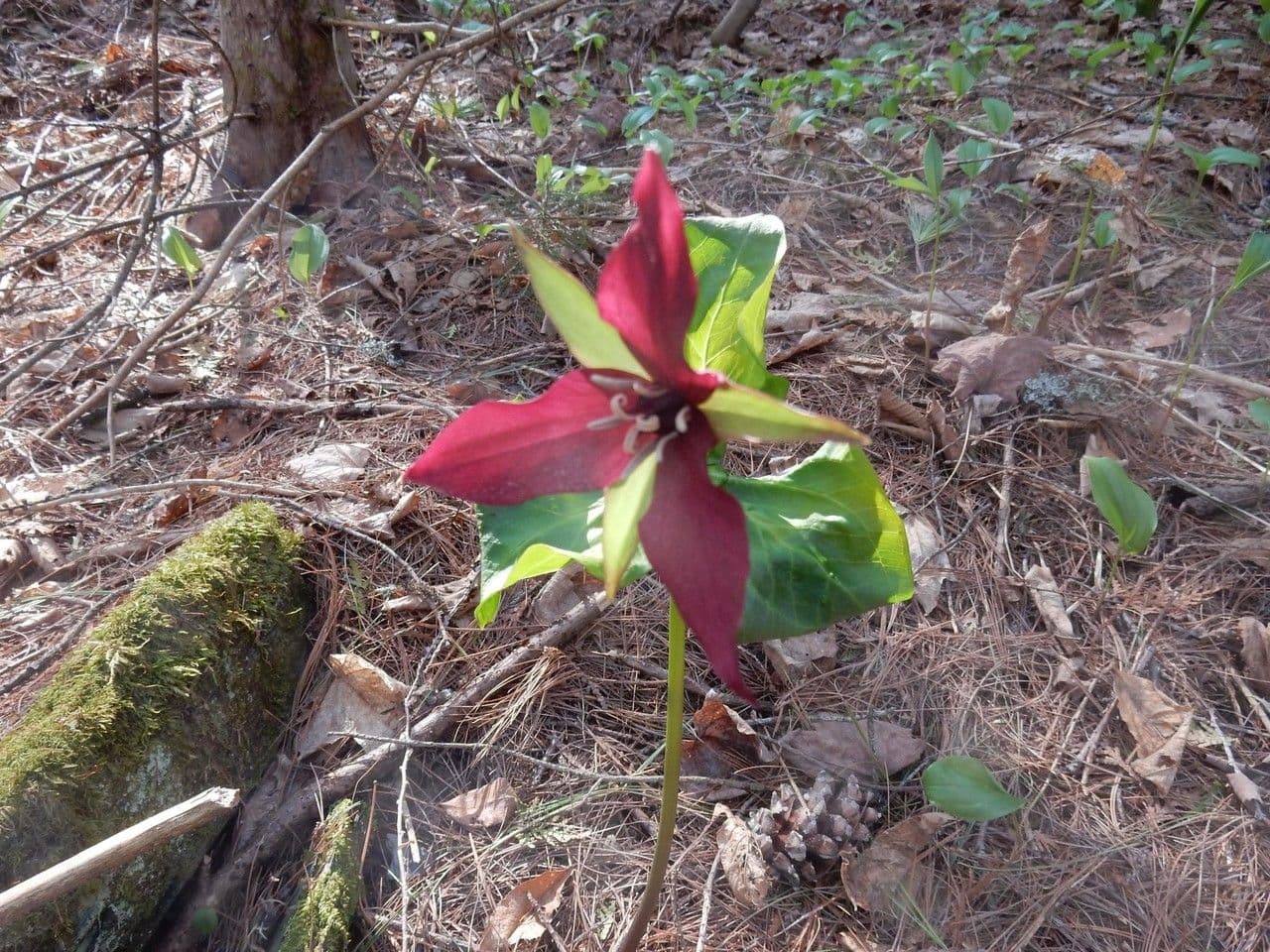 Trillium eretto 11