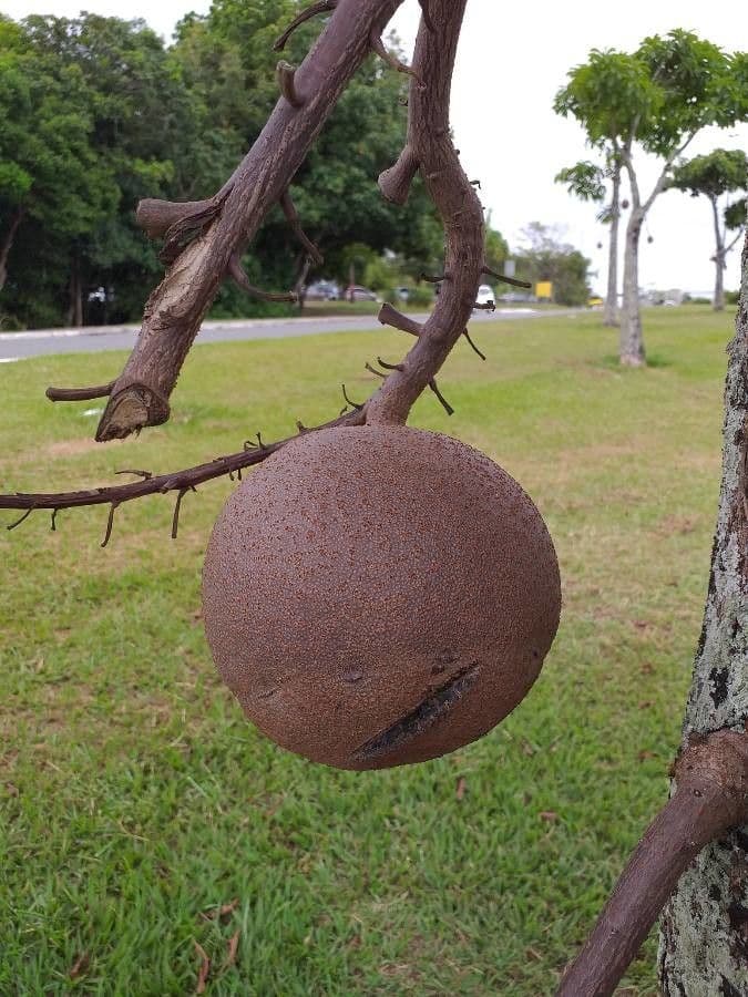 Kanonenbaum
