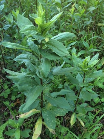 Solidago 11