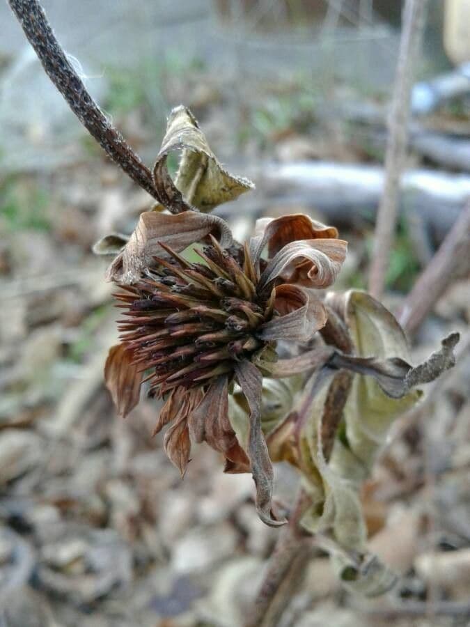 Třapatka purpurová 2