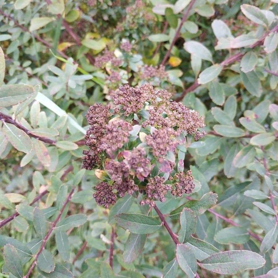 Spirea giapponese 2