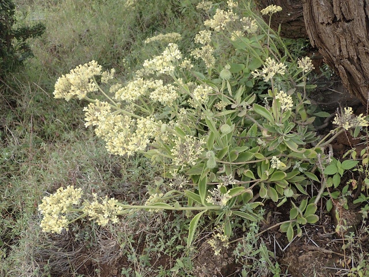 Kalanchoe densiflora 9