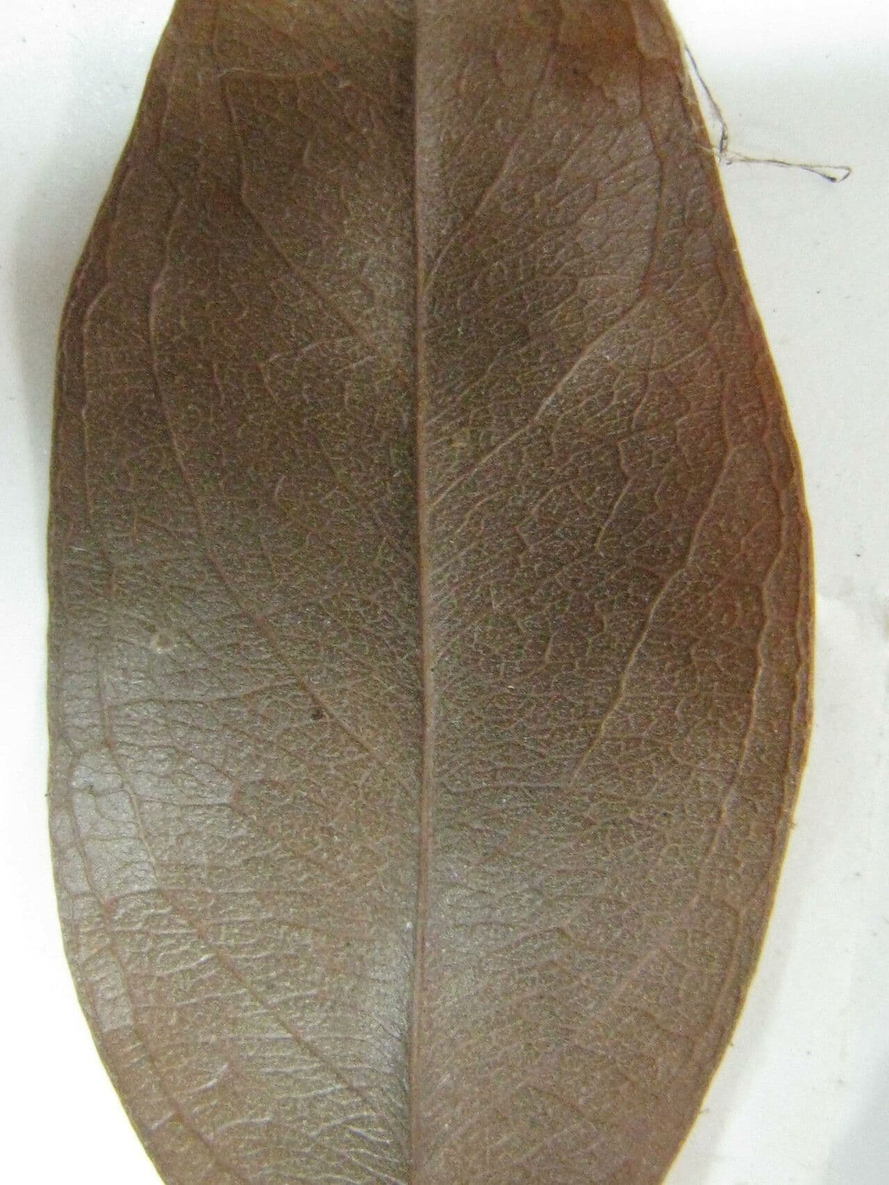 Exellodendron 2