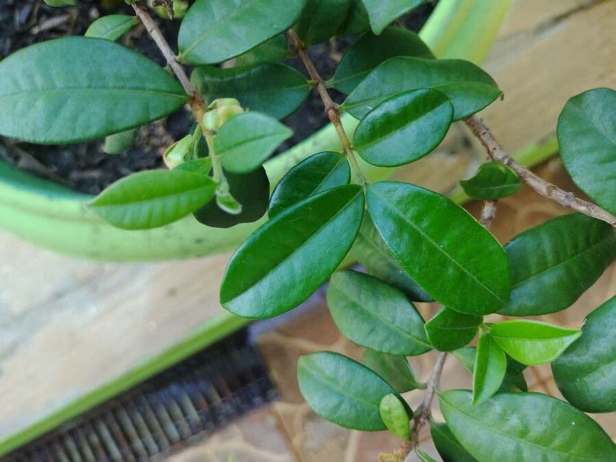 Jaboticaba 7