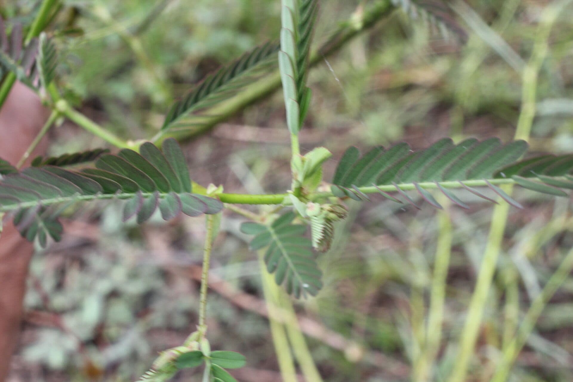 Aeschynomene ruvida 10