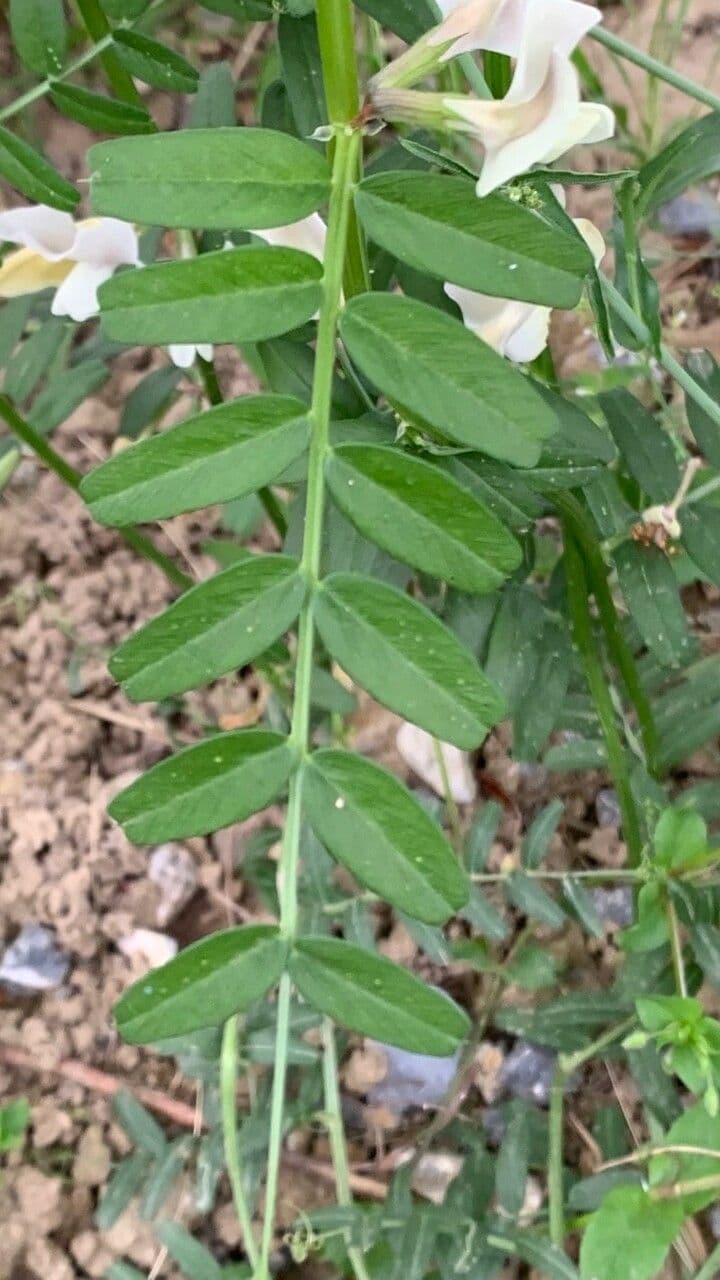 Vesce à grandes fleurs 18