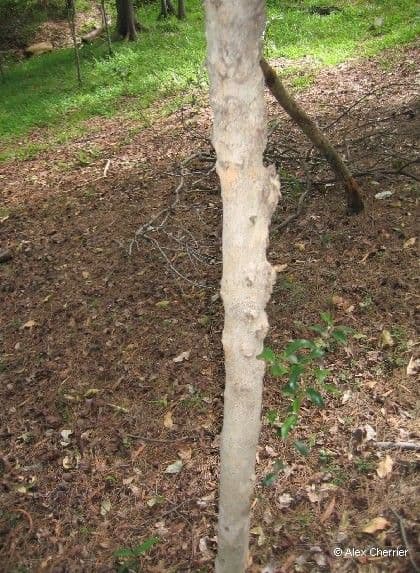 Pleurostylia 5