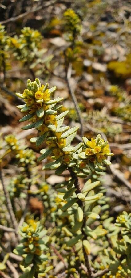 Daphne tinctoria 3