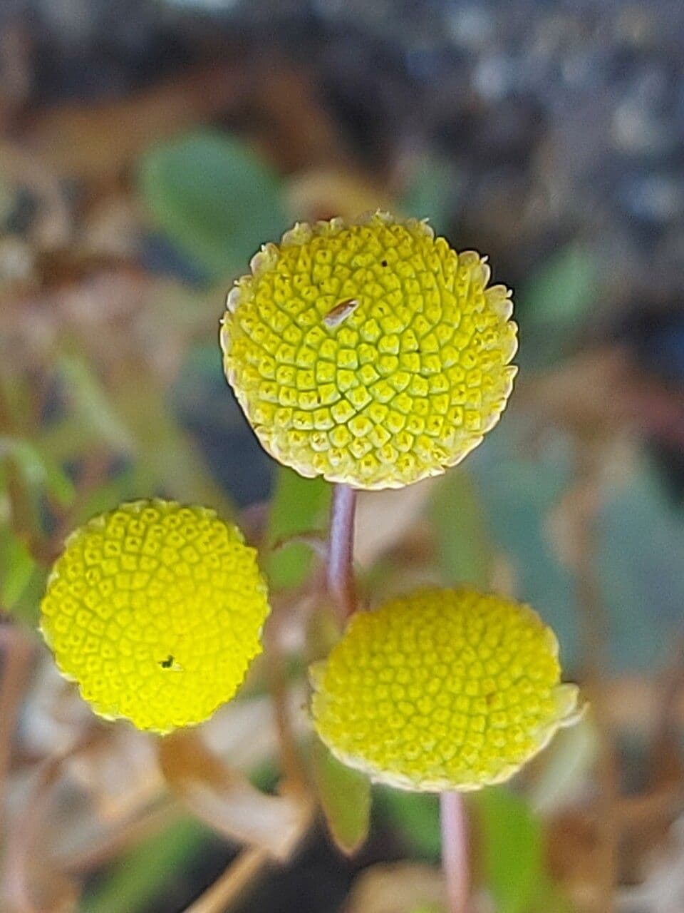 Cotula 3