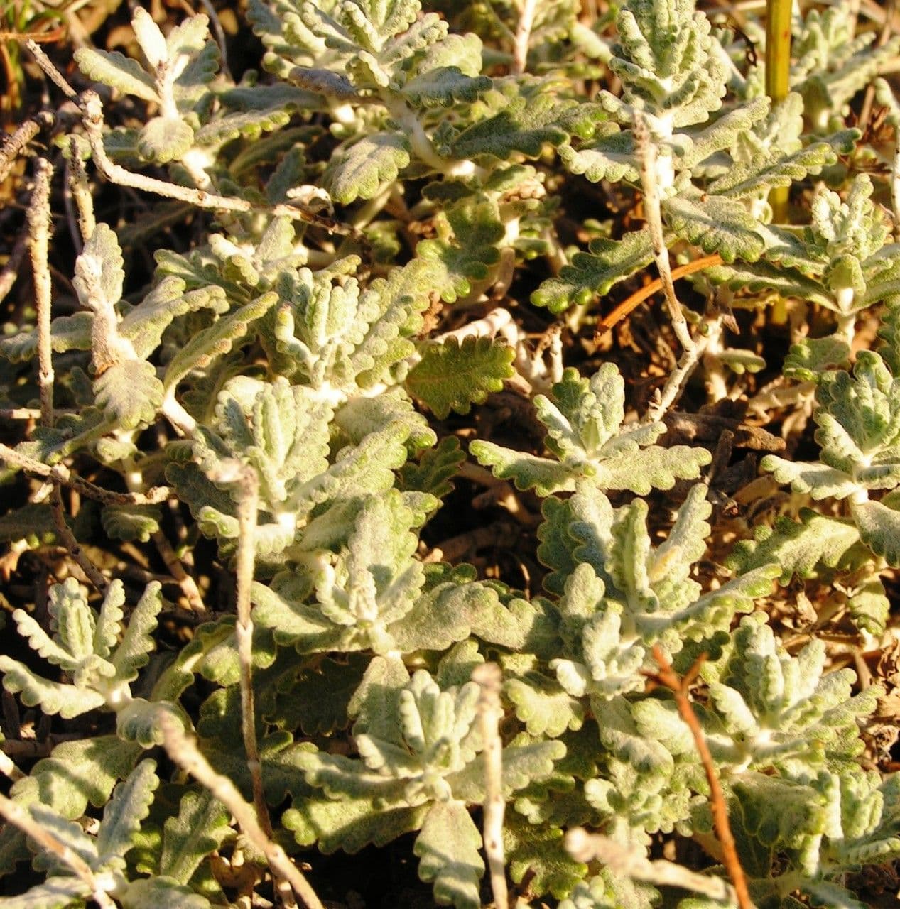 Teucrium 23