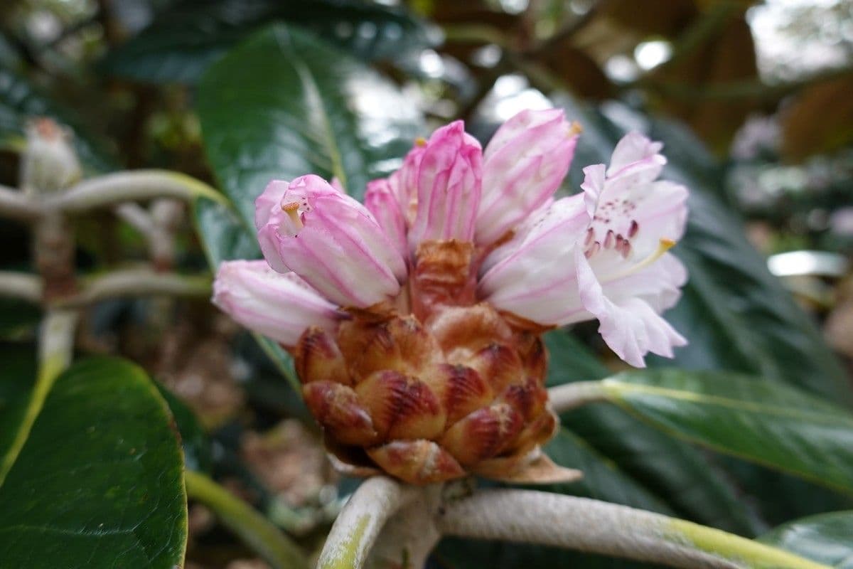 Rododendro 21