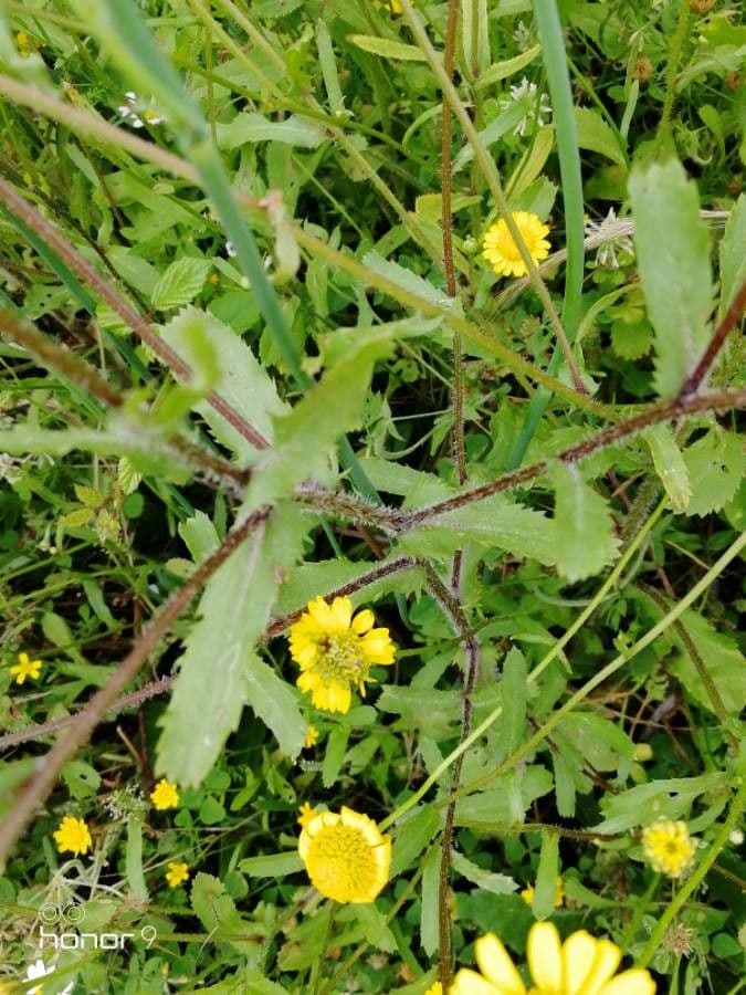 Saat-Wucherblume 21