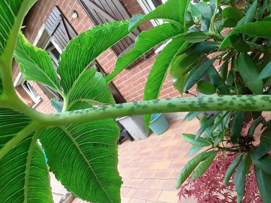 Sauromatum 23