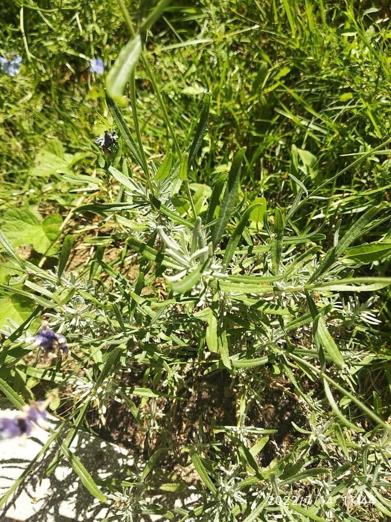 Traubenhyazinthe 6