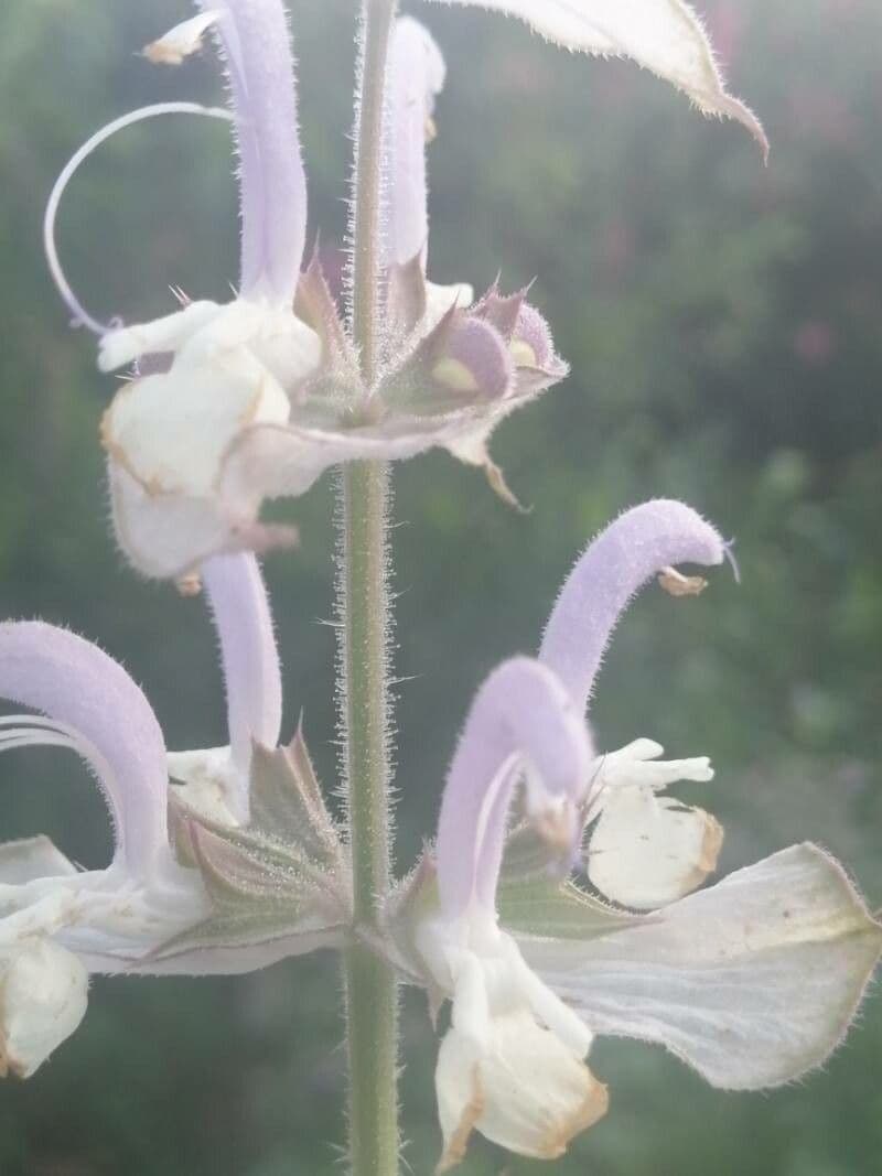 Šalvia muškátová 28