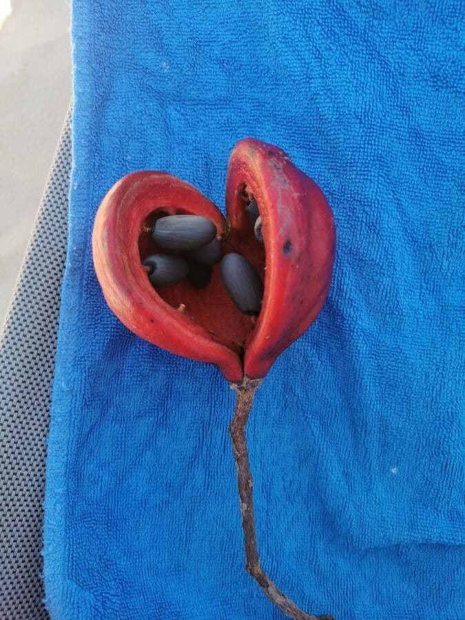 Flaschenbaum 2
