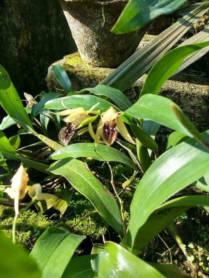 Coelogyne