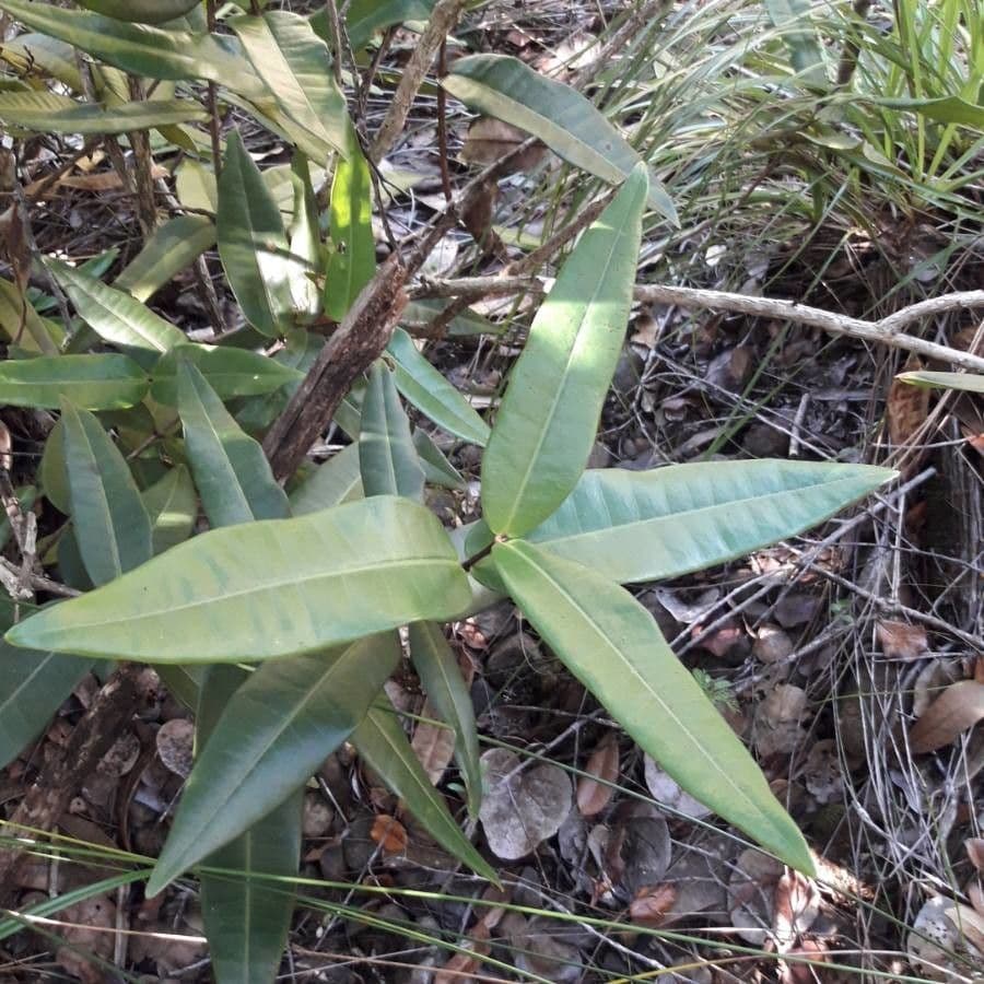 Eugenia gatopensis