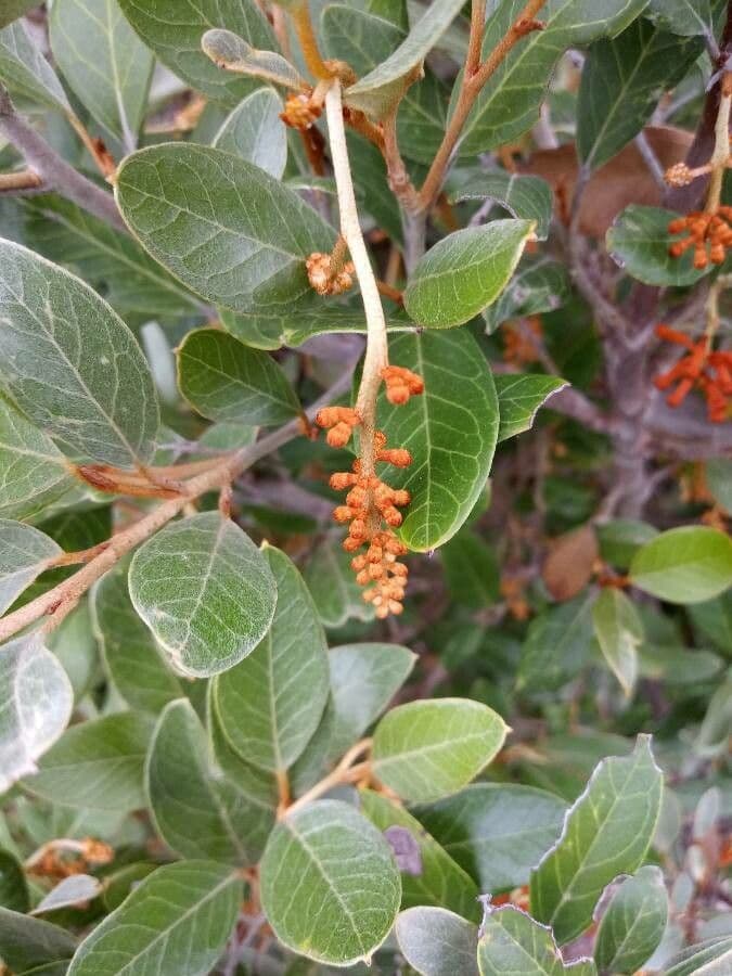 Grevillea reale 3