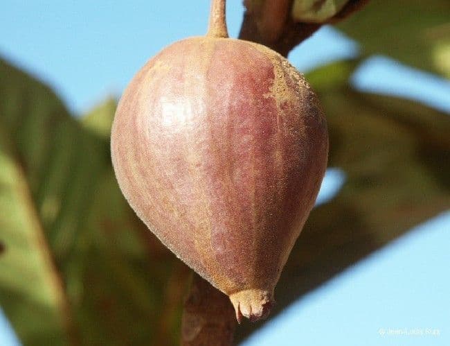 Guettarda 2