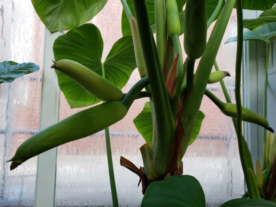 Homalomena 2