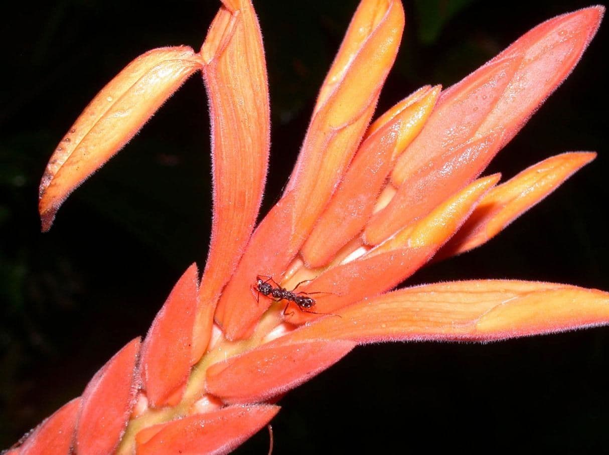 Aphelandra 11
