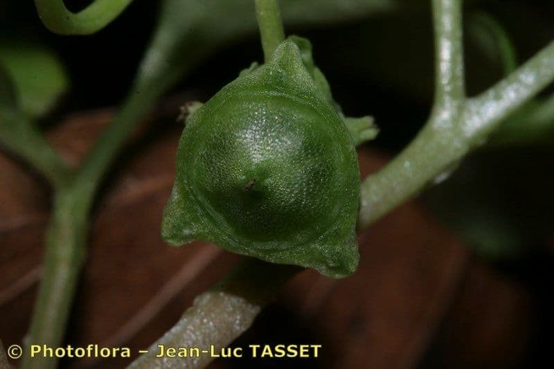 Erba moscatellina 2
