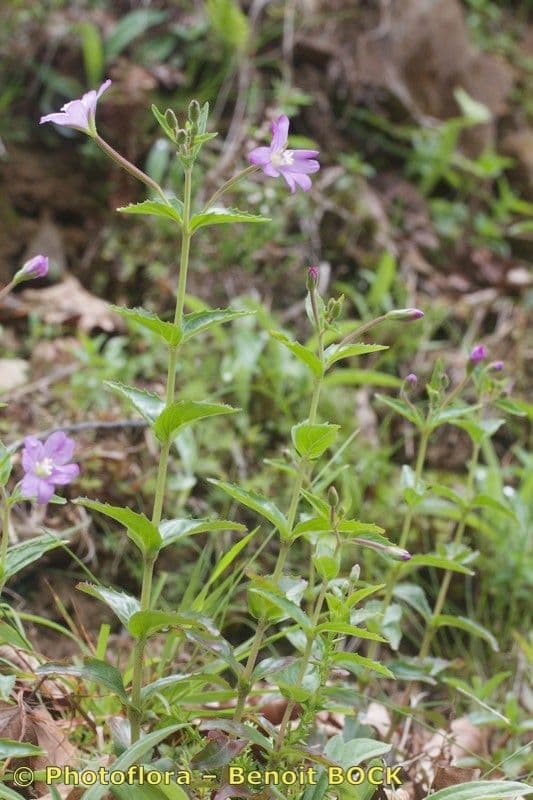 Epilobium 9