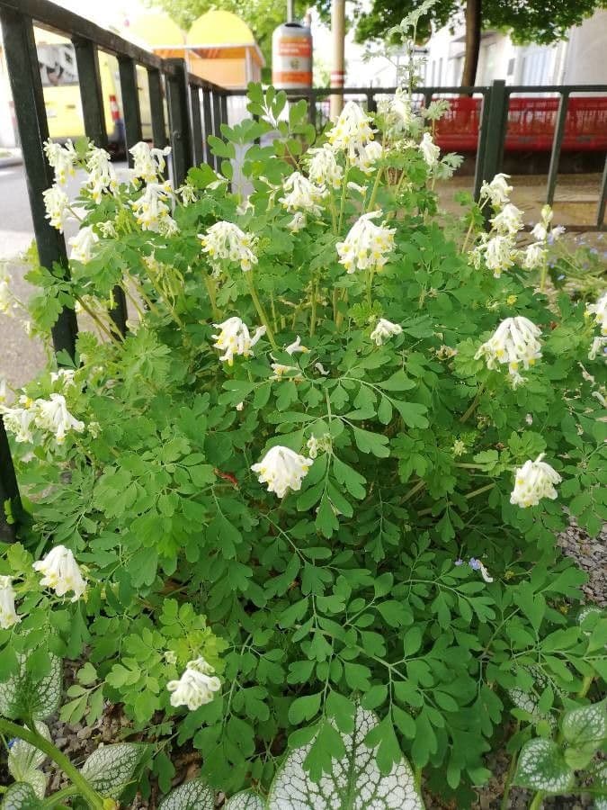 Corydalis blanca 12