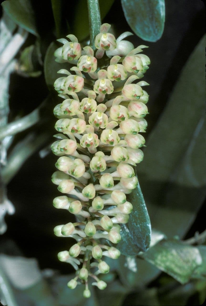 Robiquetia