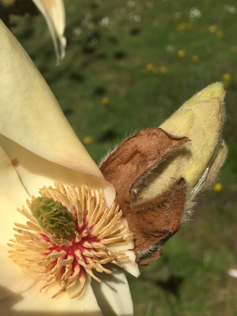 Magnolia acuminata 30