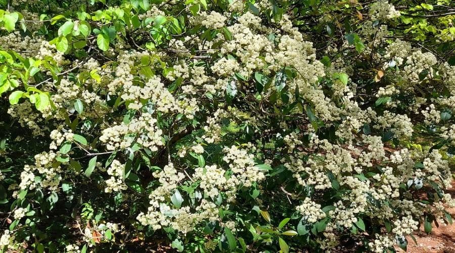 Photinia serrata 15