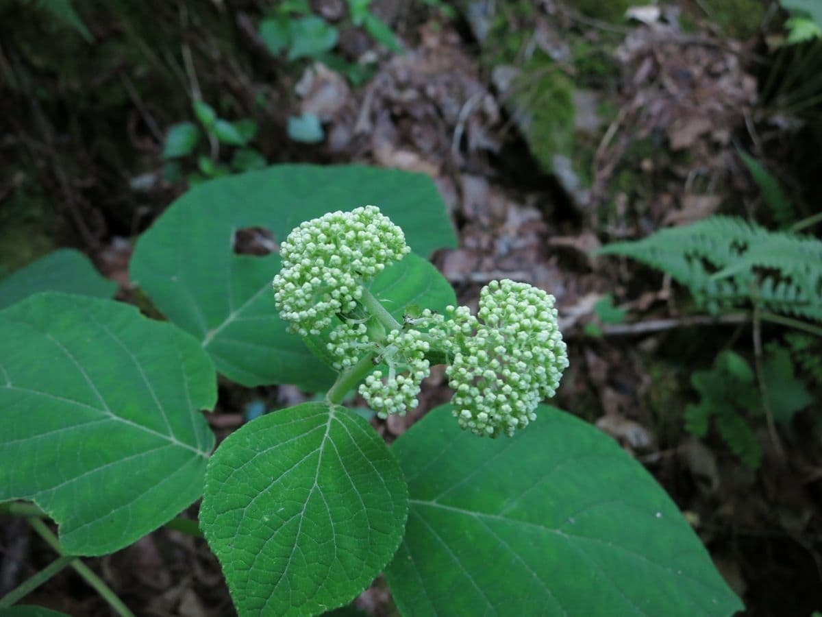 Hortenzie popelavá 9