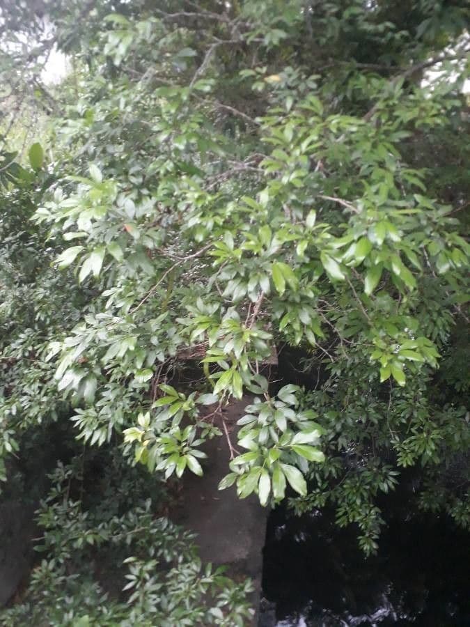 Zygia longifolia 2