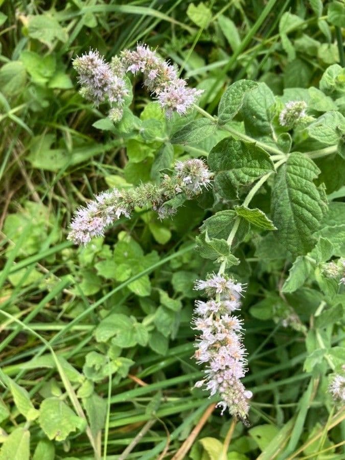 Menta selvatica 9