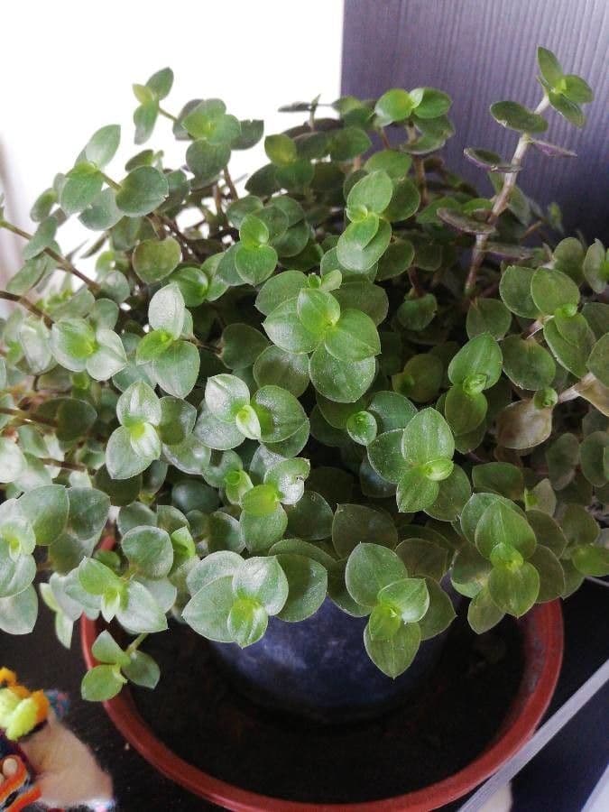 Callisia repens 15