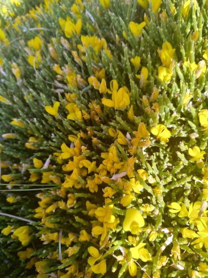 Gorse 5