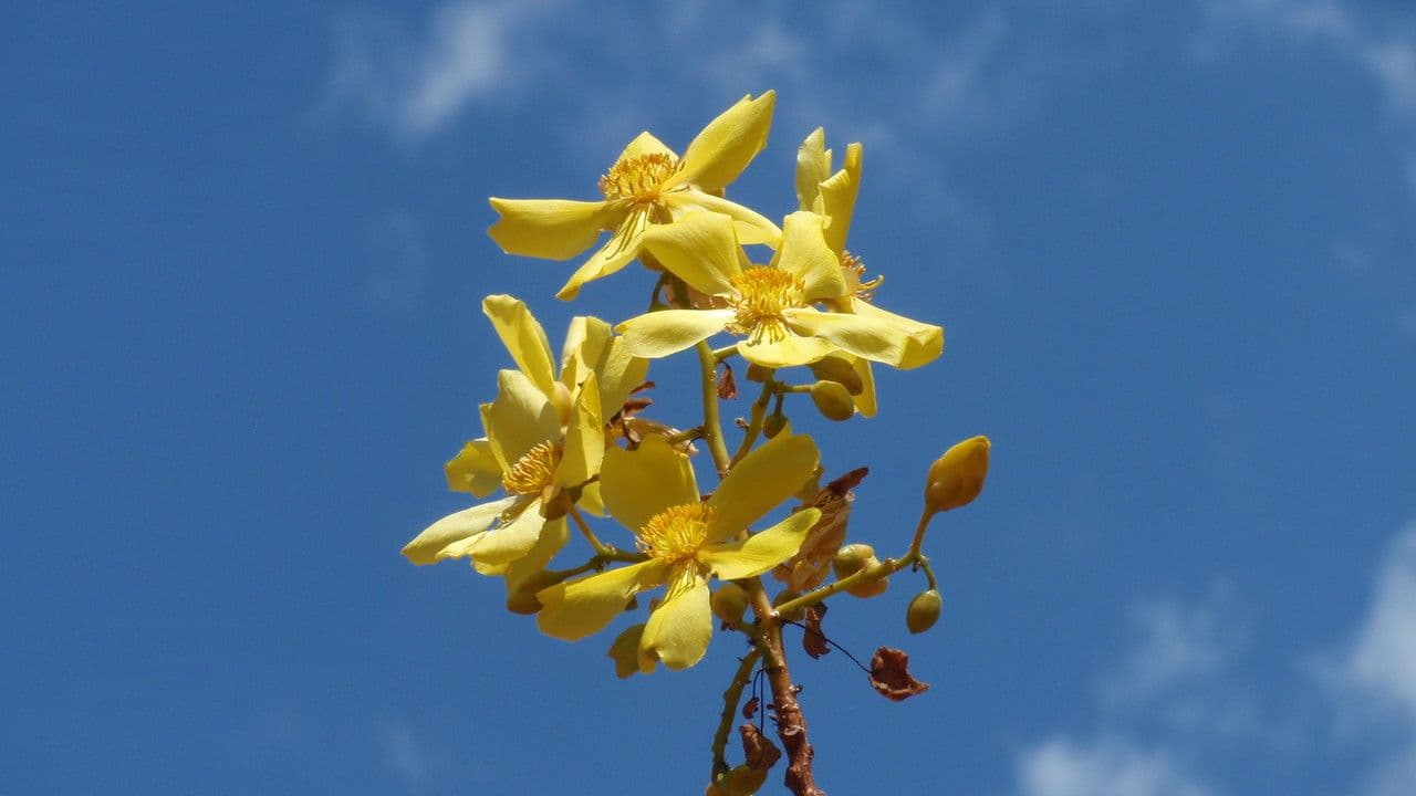 Cochlospermum 4