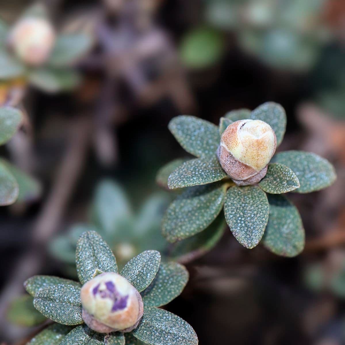 Rododendro 13